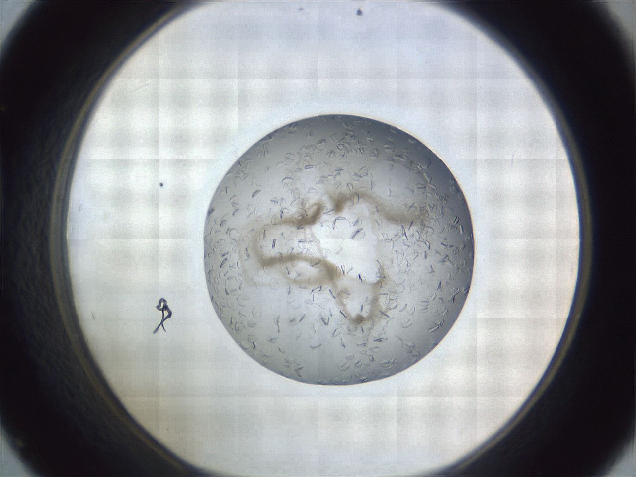 folderID327_plateID1327_batchID4443_wellNum45_profileID1_d1_r79636_ef.jpg