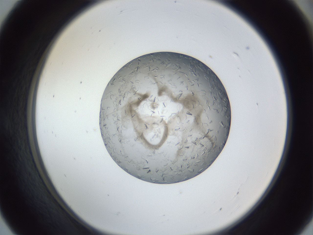 folderID327_plateID1327_batchID4443_wellNum55_profileID1_d1_r79646_ef.jpg