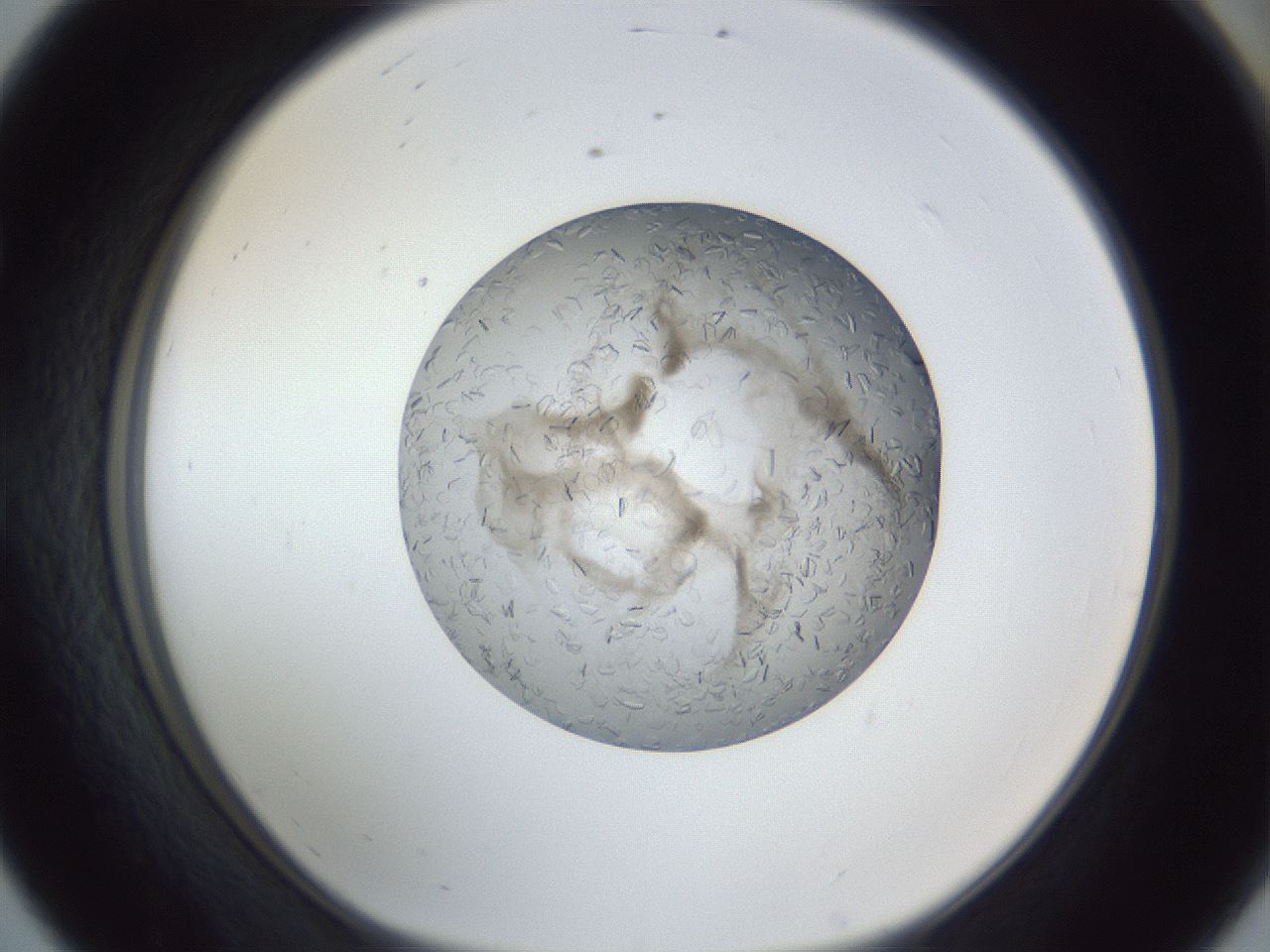 folderID327_plateID1327_batchID4443_wellNum56_profileID1_d1_r79647_ef.jpg