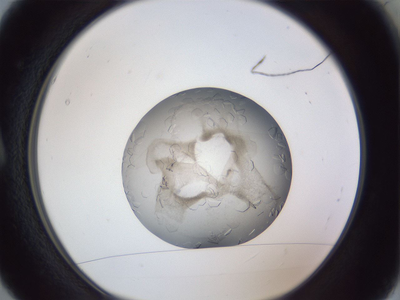 folderID327_plateID1327_batchID4443_wellNum5_profileID1_d1_r79596_ef.jpg
