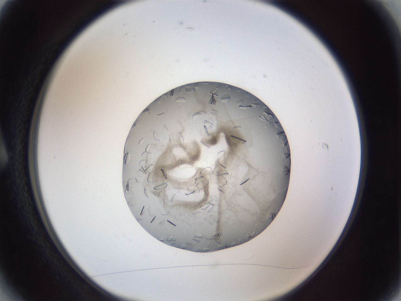 folderID327_plateID1327_batchID4443_wellNum6_profileID1_d1_r79597_ef.jpg