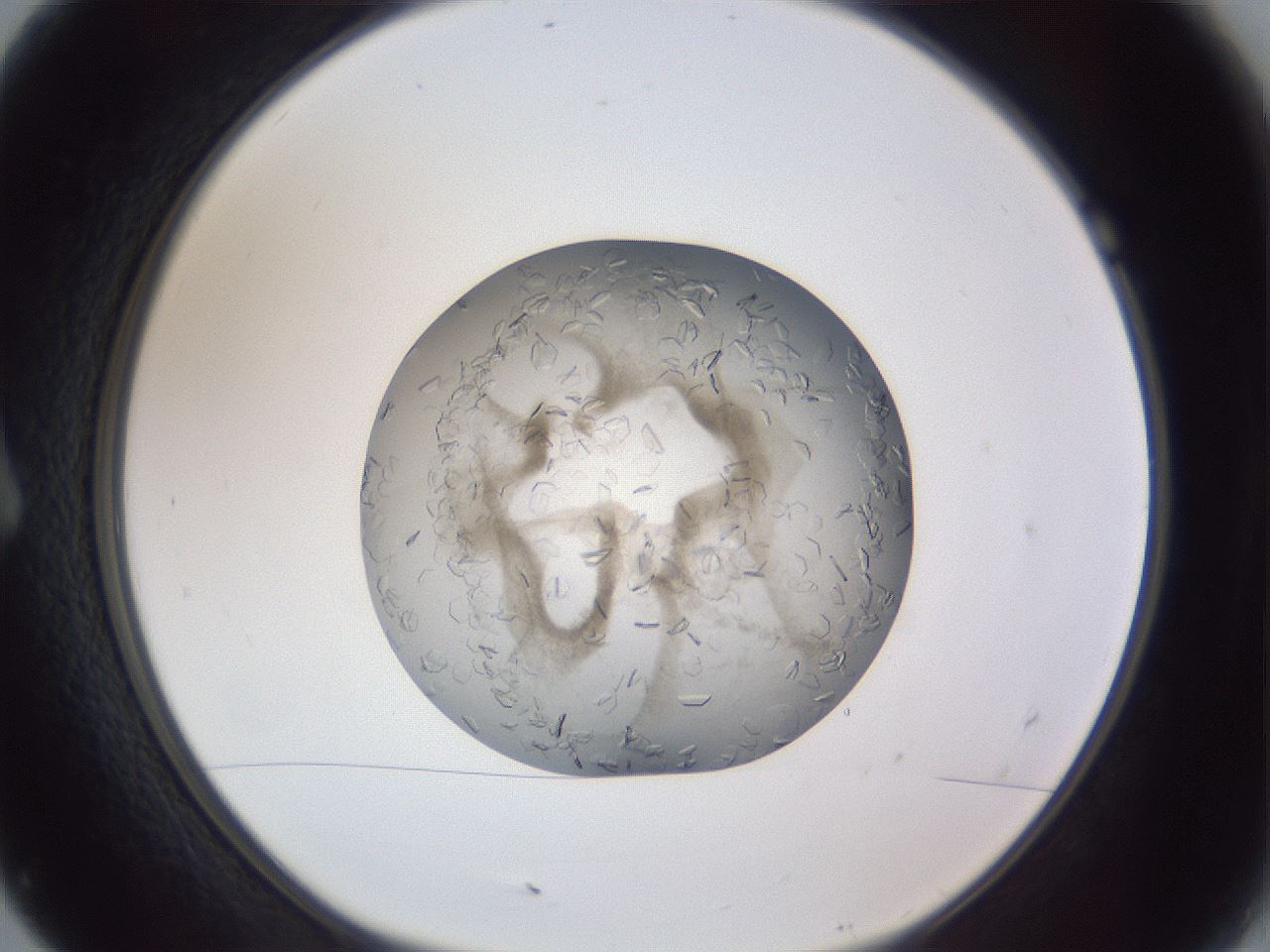 folderID327_plateID1327_batchID4443_wellNum7_profileID1_d1_r79598_ef.jpg