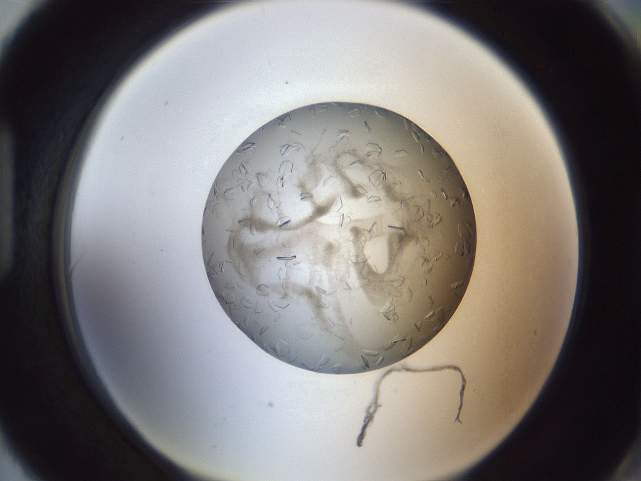 folderID327_plateID1327_batchID4443_wellNum90_profileID1_d1_r79681_ef.jpg