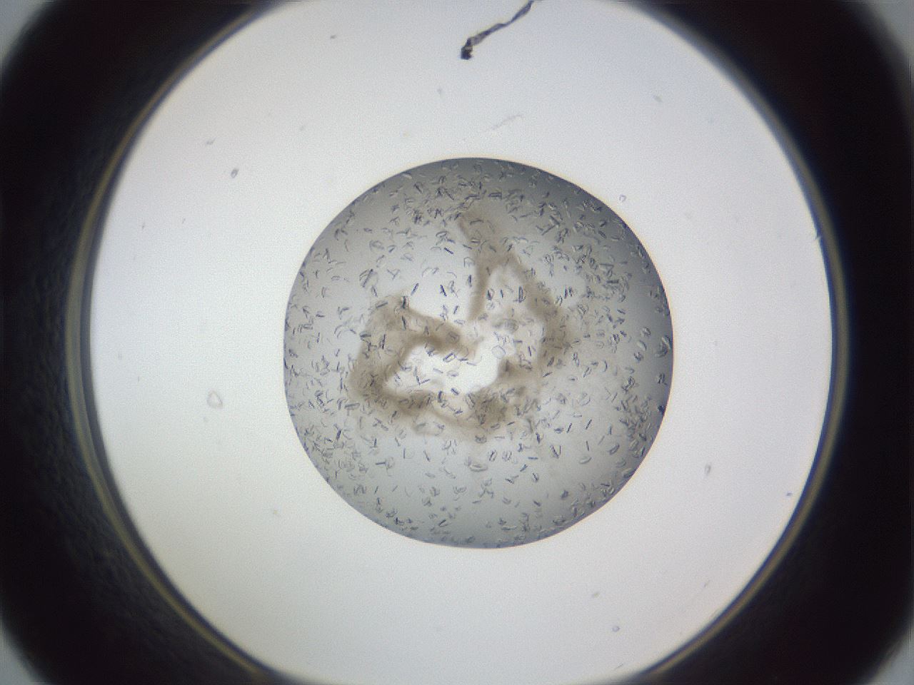 folderID327_plateID1327_batchID4492_wellNum21_profileID1_d1_r79612_ef.jpg