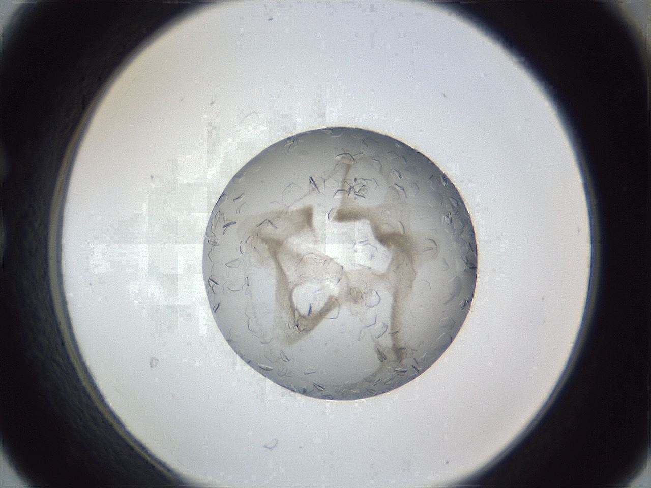 folderID327_plateID1327_batchID4492_wellNum30_profileID1_d1_r79621_ef.jpg