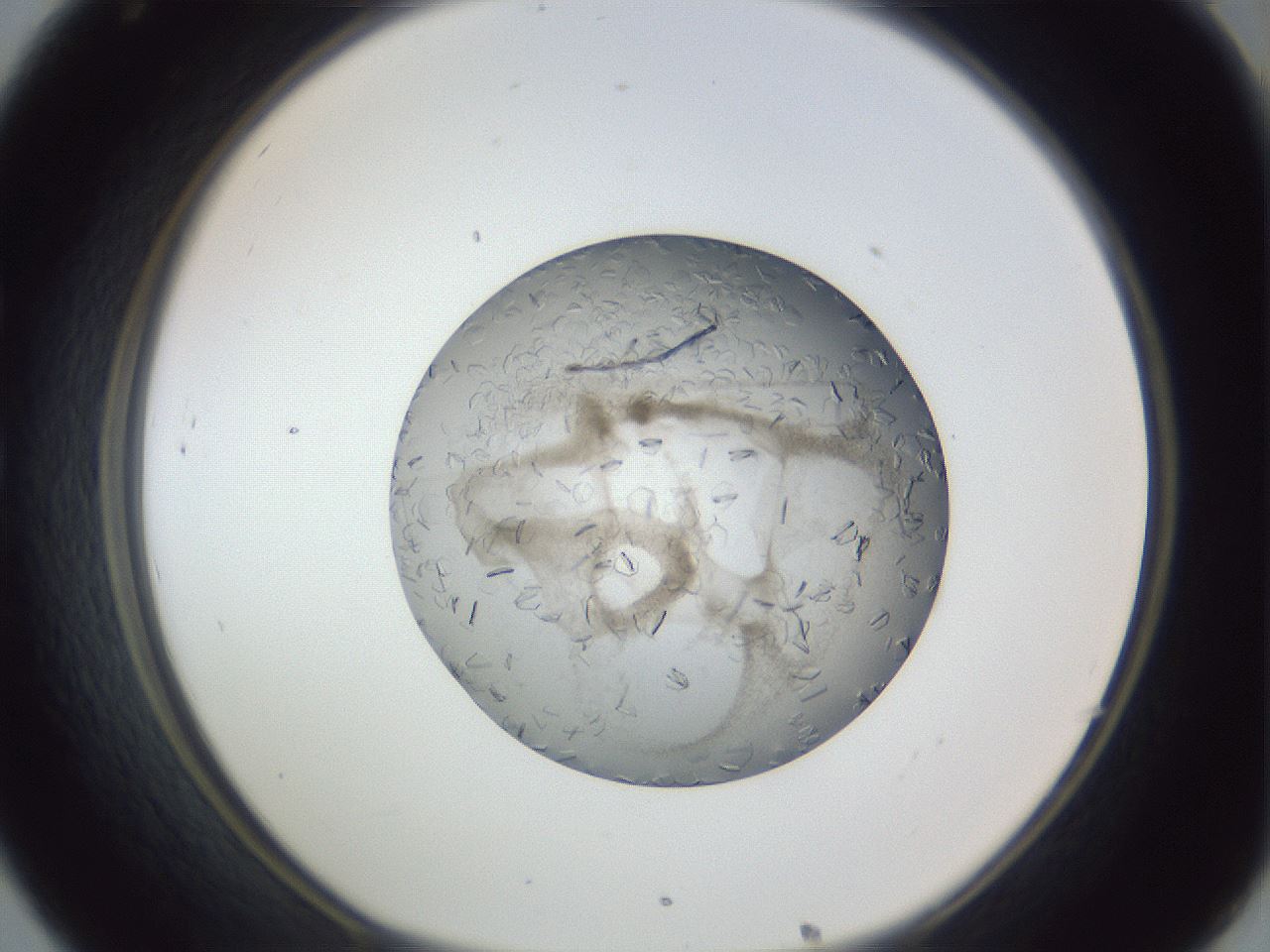 folderID327_plateID1327_batchID4492_wellNum32_profileID1_d1_r79623_ef.jpg