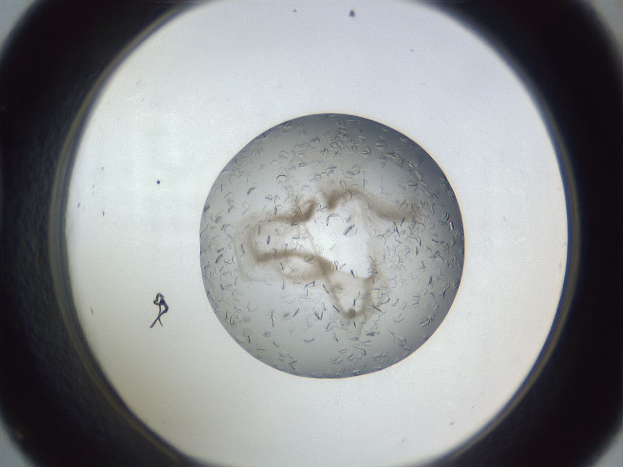 folderID327_plateID1327_batchID4492_wellNum45_profileID1_d1_r79636_ef.jpg