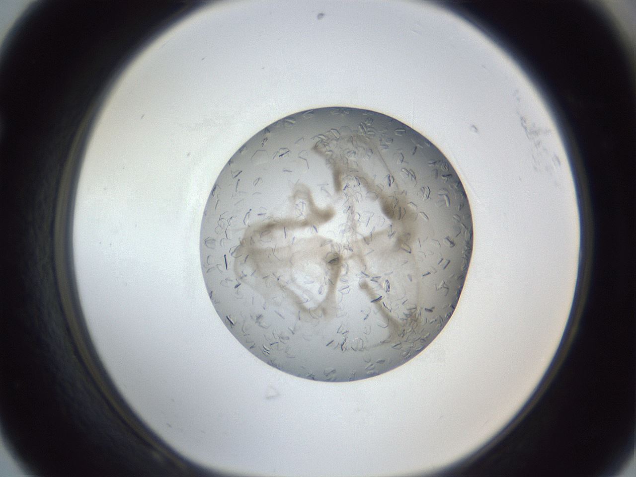 folderID327_plateID1327_batchID4492_wellNum68_profileID1_d1_r79659_ef.jpg
