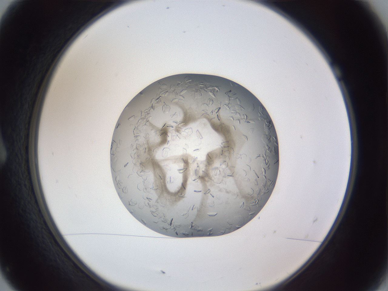 folderID327_plateID1327_batchID4492_wellNum7_profileID1_d1_r79598_ef.jpg