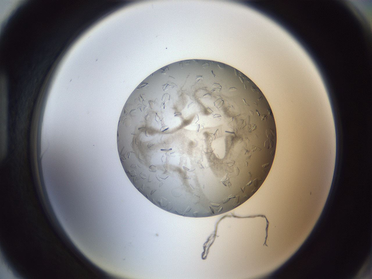 folderID327_plateID1327_batchID4492_wellNum90_profileID1_d1_r79681_ef.jpg