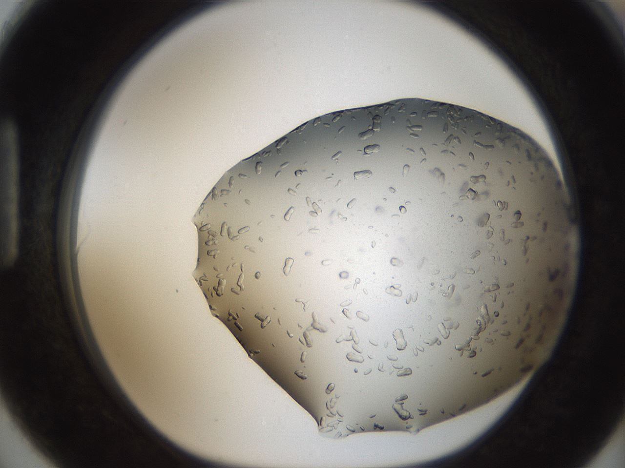 folderID306_plateID2306_batchID10871_wellNum90_profileID1_d1_r162384_ef.jpg