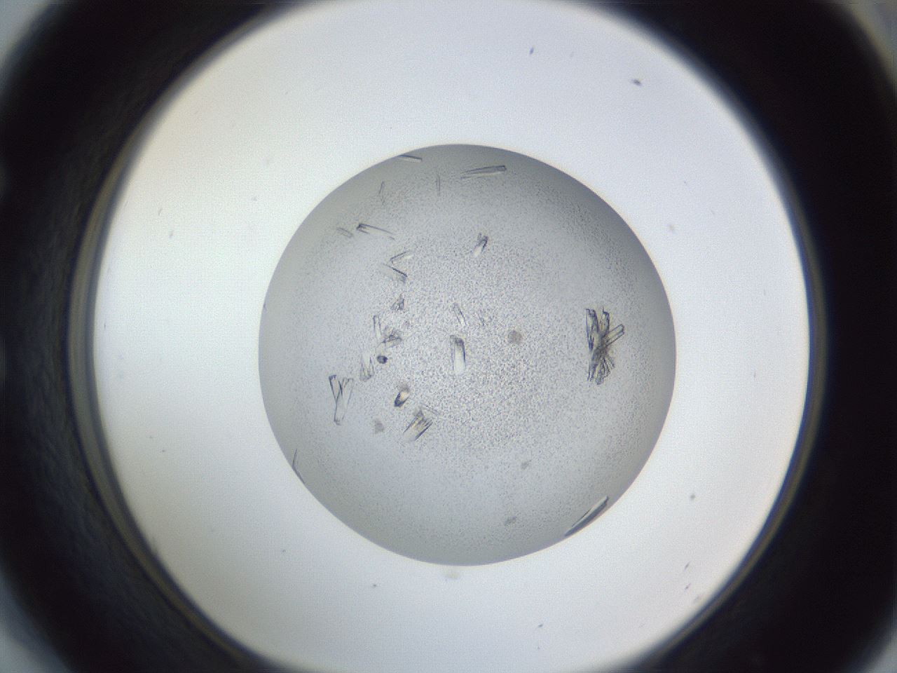 folderID325_plateID1325_batchID4504_wellNum54_profileID1_d1_r79549_ef.jpg