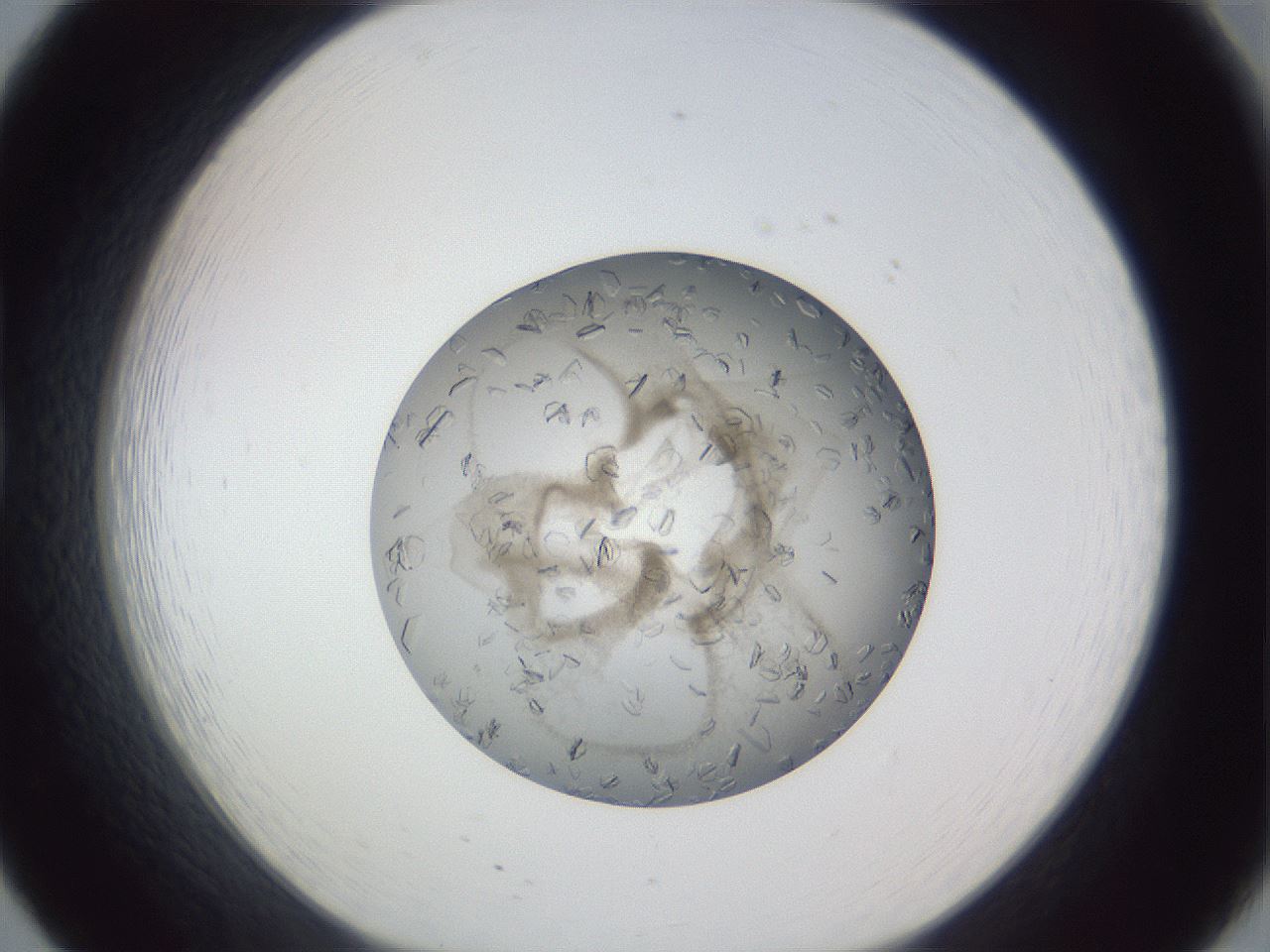 folderID327_plateID1327_batchID4443_wellNum20_profileID1_d1_r79611_ef.jpg