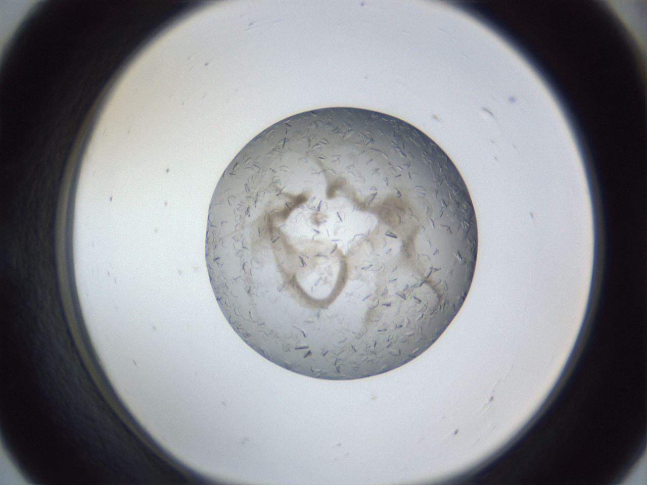 folderID327_plateID1327_batchID4492_wellNum55_profileID1_d1_r79646_ef.jpg