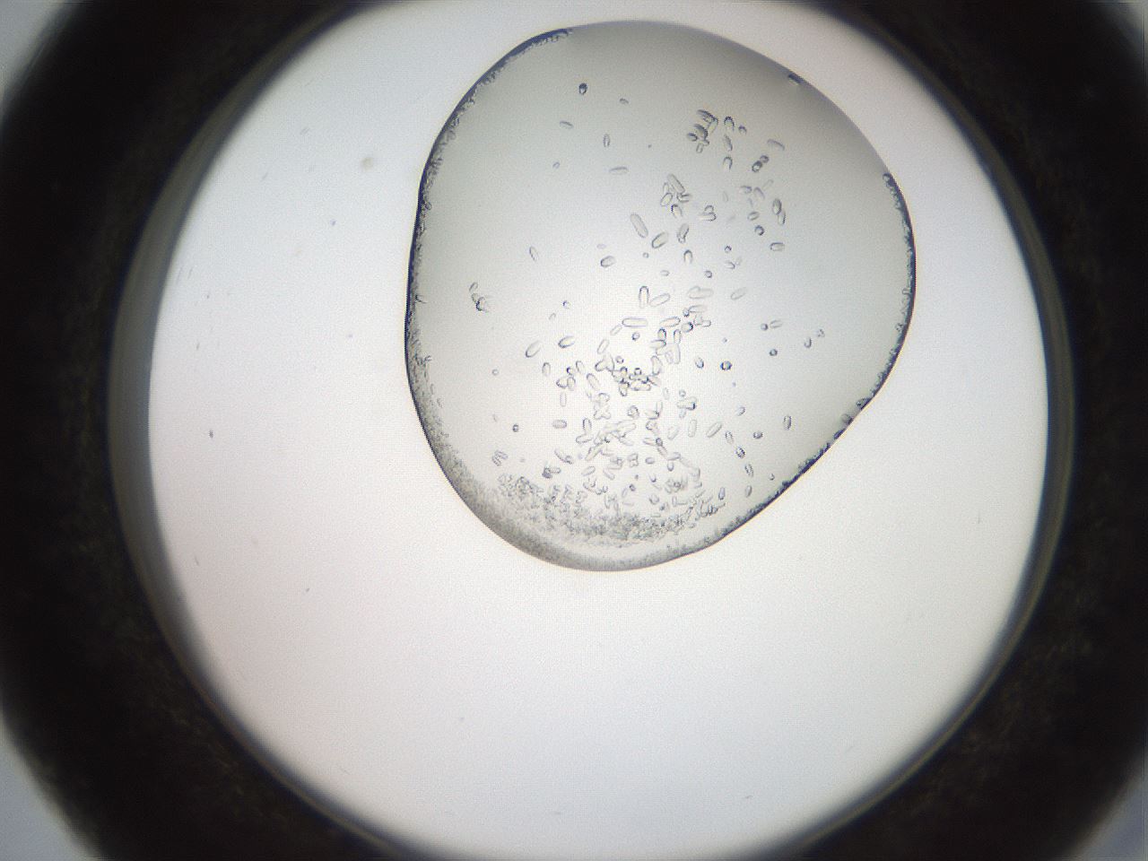 folderID205_plateID2205_batchID10007_wellNum27_profileID1_d2_r149996_ef.jpg