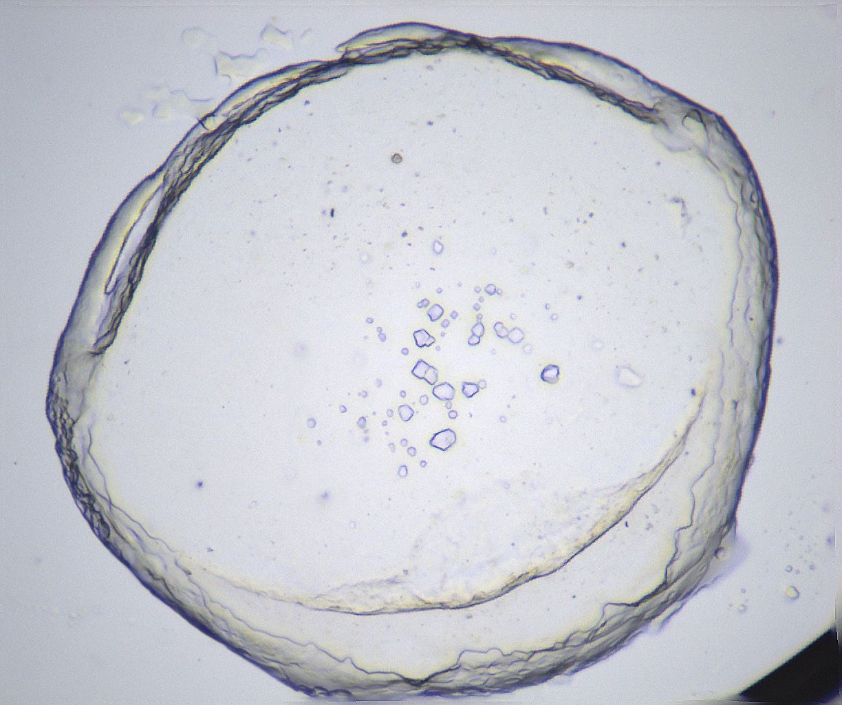 folderID361_plateID2361_batchID11084_wellNum8_profileID1_d1_r167793_ef.jpg