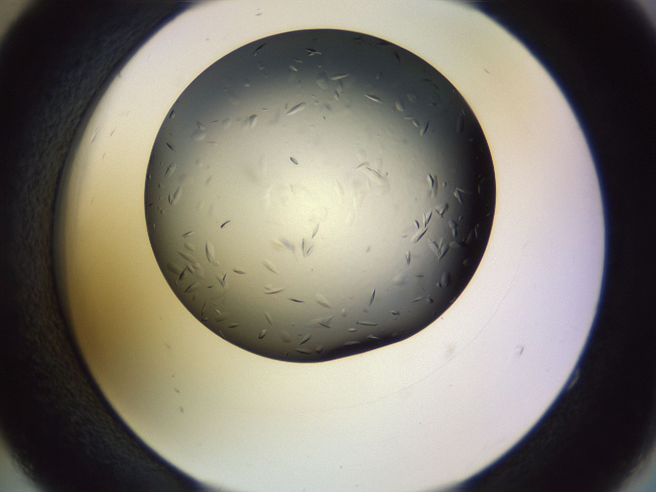 folderID470_plateID1470_batchID5595_wellNum52_profileID1_d2_r93068_ef.jpg