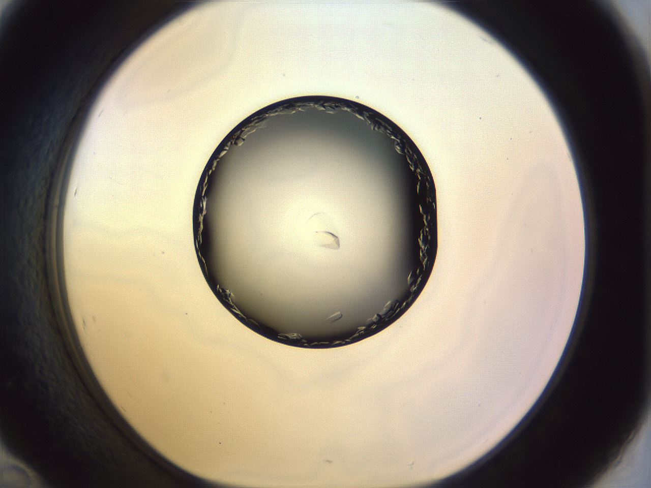 folderID470_plateID1470_batchID5673_wellNum46_profileID1_d1_r93055_ef.jpg
