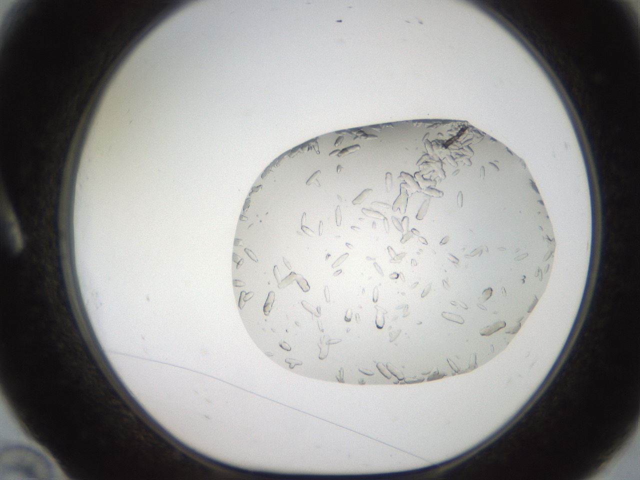 folderID327_plateID2327_batchID10995_wellNum10_profileID1_d1_r164140_ef.jpg