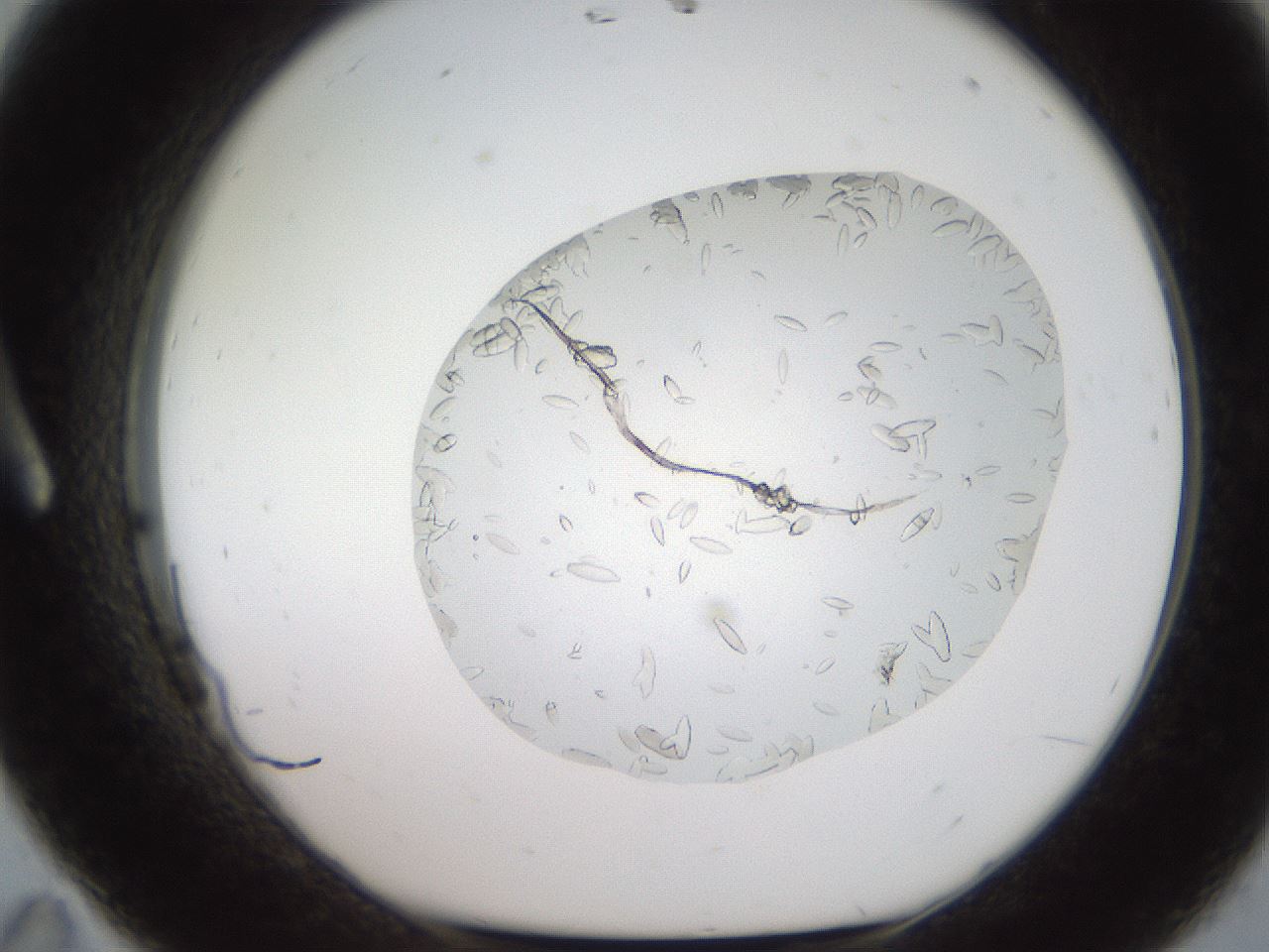 folderID327_plateID2327_batchID10995_wellNum11_profileID1_d1_r164141_ef.jpg