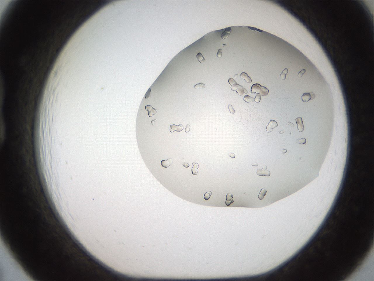 folderID327_plateID2327_batchID10995_wellNum19_profileID1_d1_r164149_ef.jpg