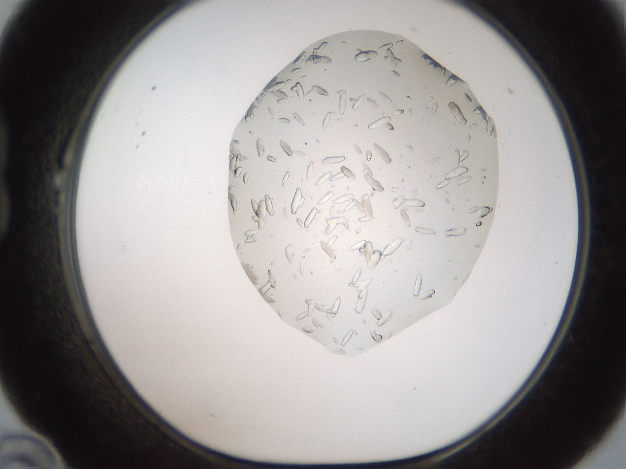folderID327_plateID2327_batchID10995_wellNum22_profileID1_d1_r164152_ef.jpg