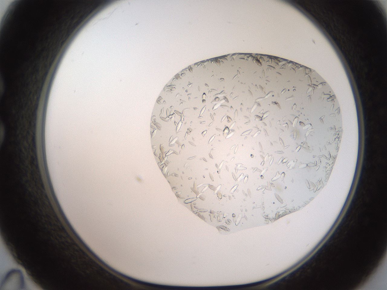 folderID327_plateID2327_batchID10995_wellNum35_profileID1_d1_r164165_ef.jpg