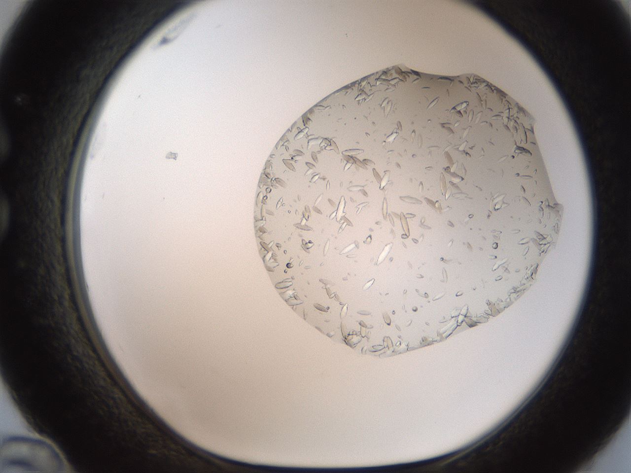 folderID327_plateID2327_batchID10995_wellNum36_profileID1_d1_r164166_ef.jpg
