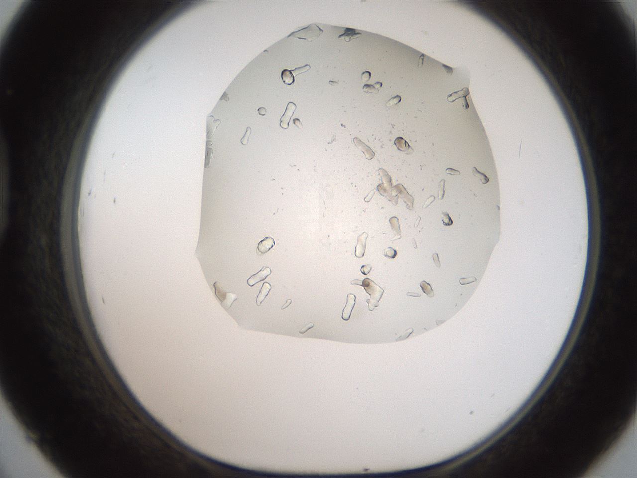 folderID327_plateID2327_batchID10995_wellNum45_profileID1_d1_r164175_ef.jpg
