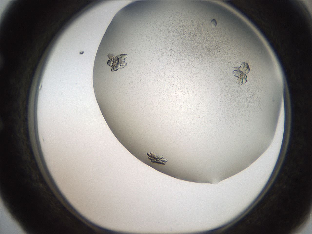 folderID327_plateID2327_batchID10995_wellNum53_profileID1_d1_r164183_ef.jpg