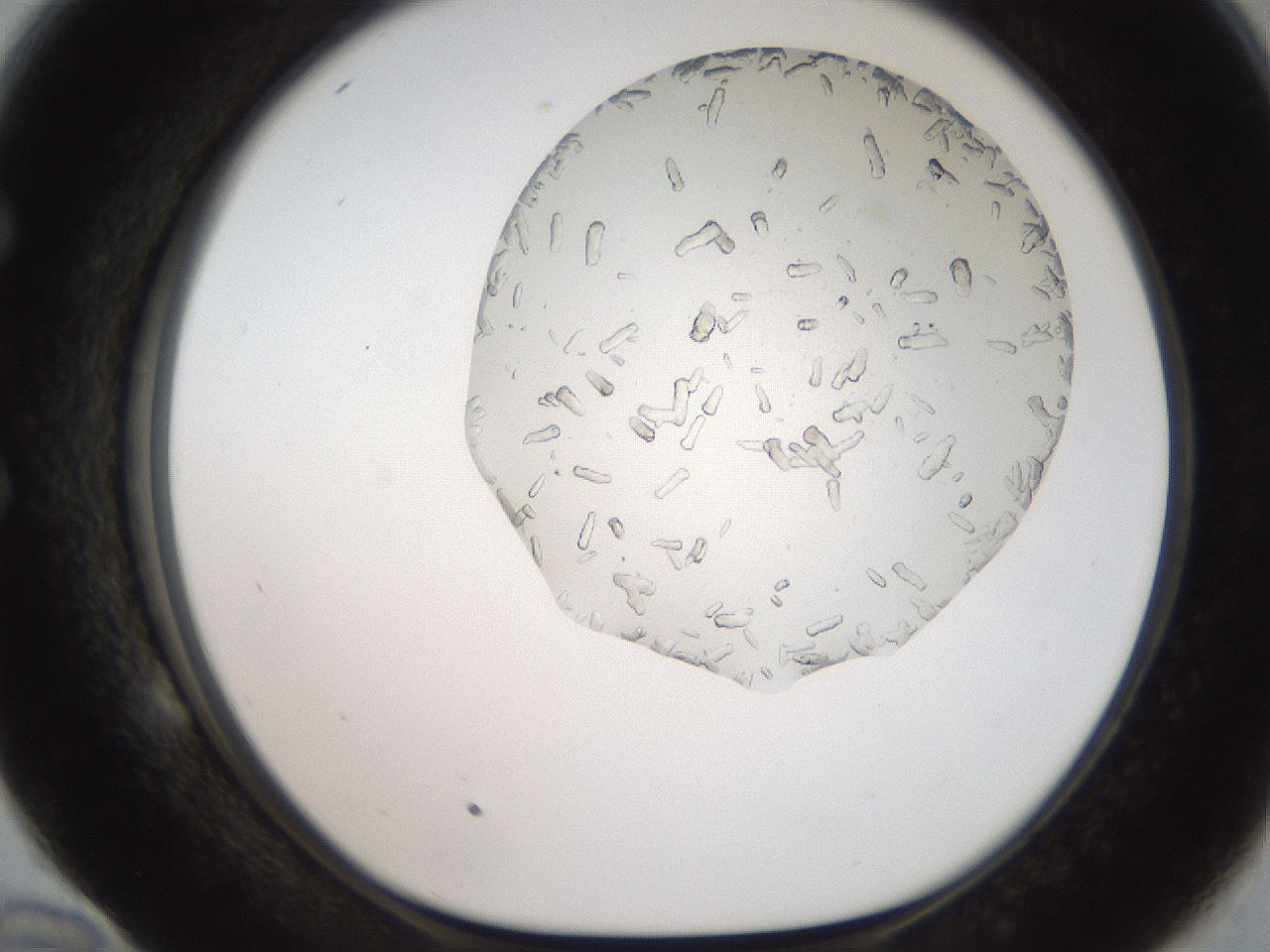 folderID327_plateID2327_batchID10995_wellNum58_profileID1_d1_r164188_ef.jpg