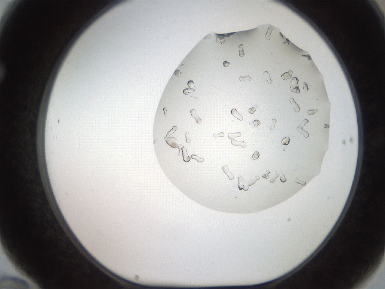 folderID327_plateID2327_batchID10995_wellNum70_profileID1_d1_r164200_ef.jpg