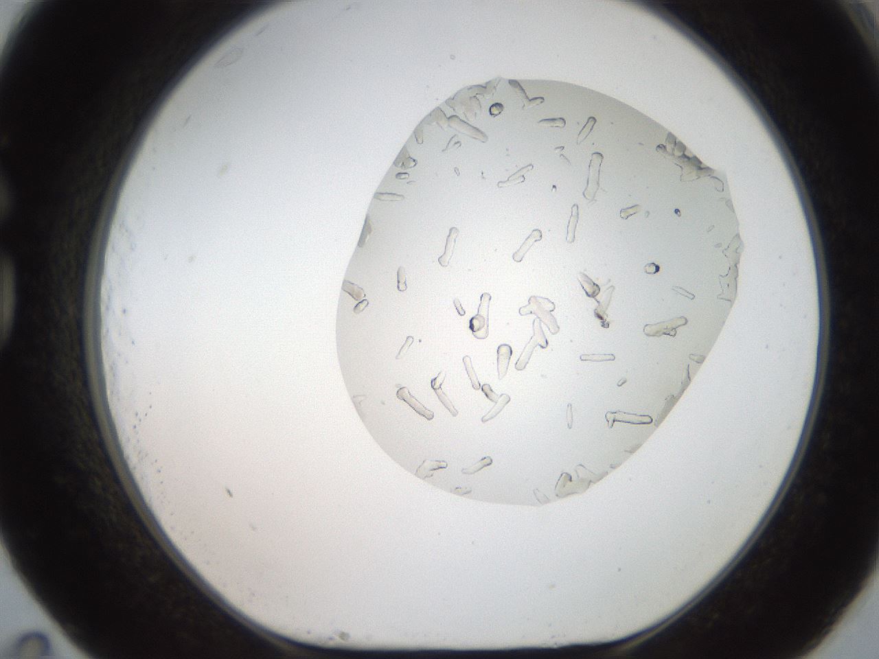 folderID327_plateID2327_batchID10995_wellNum83_profileID1_d1_r164213_ef.jpg