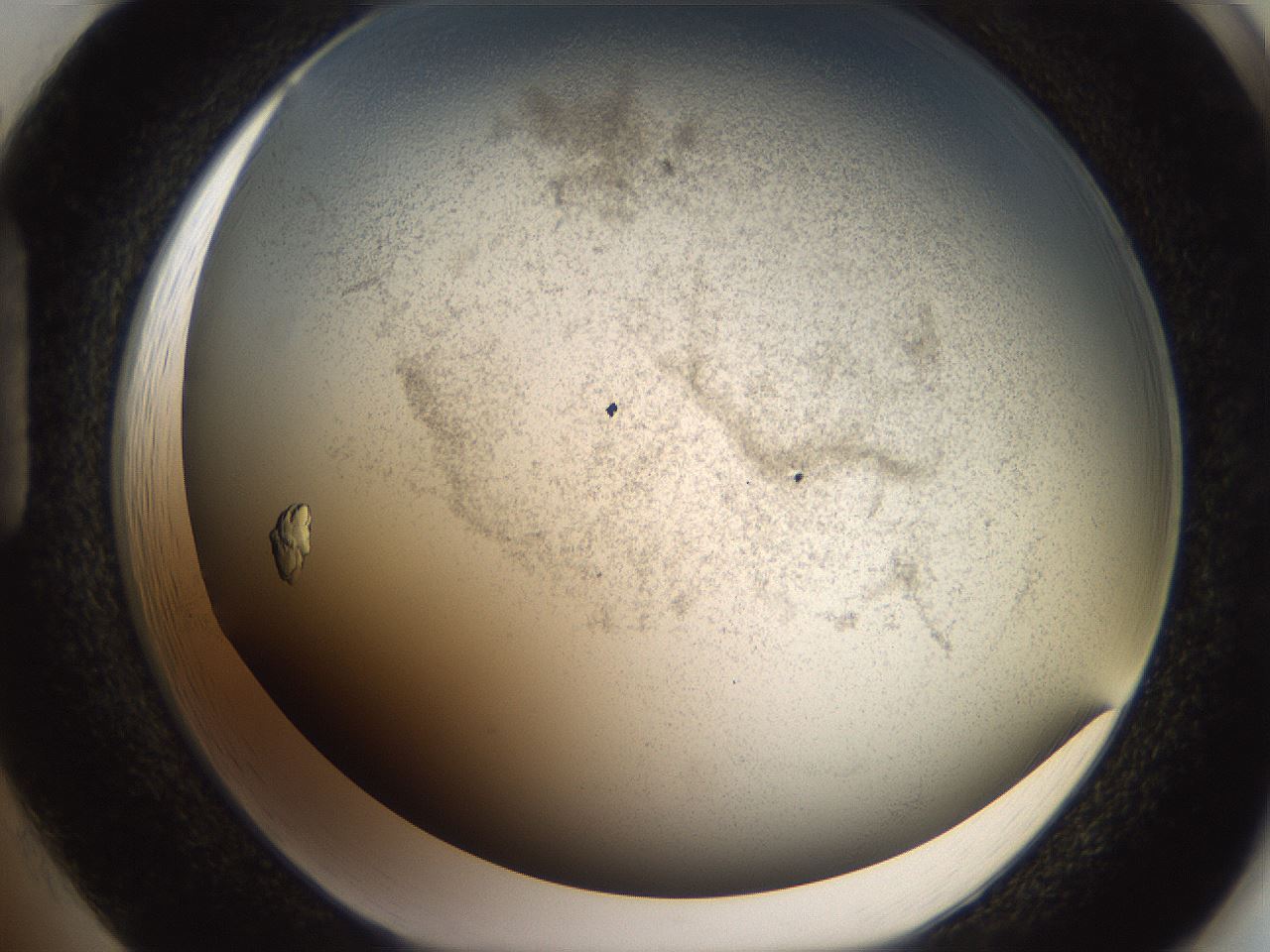 folderID327_plateID2327_batchID10995_wellNum85_profileID1_d1_r164215_ef.jpg
