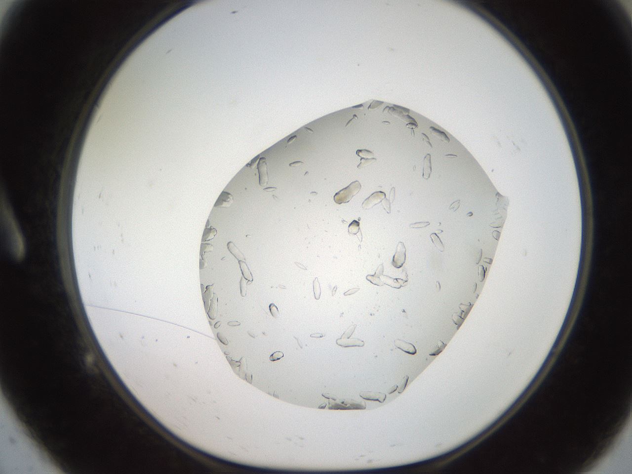 folderID327_plateID2327_batchID10995_wellNum9_profileID1_d1_r164139_ef.jpg