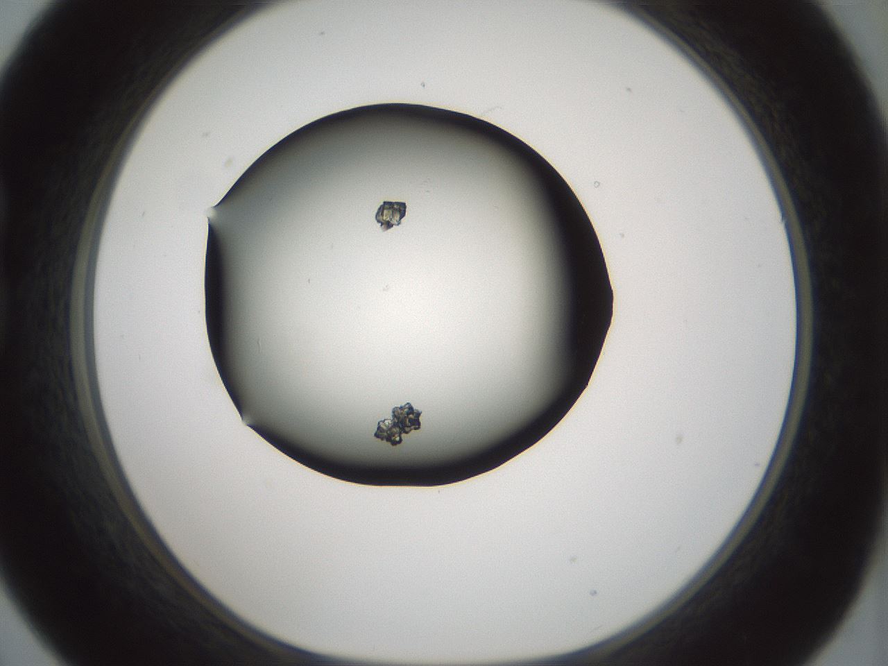 folderID354_plateID1354_batchID4707_wellNum21_profileID1_d1_r81632_ef.jpg
