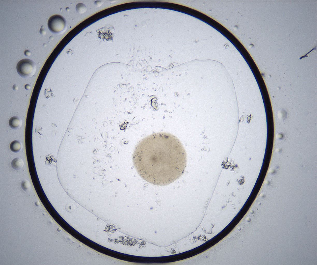 folderID357_plateID2357_batchID11083_wellNum18_profileID1_d1_r167621_ef.jpg