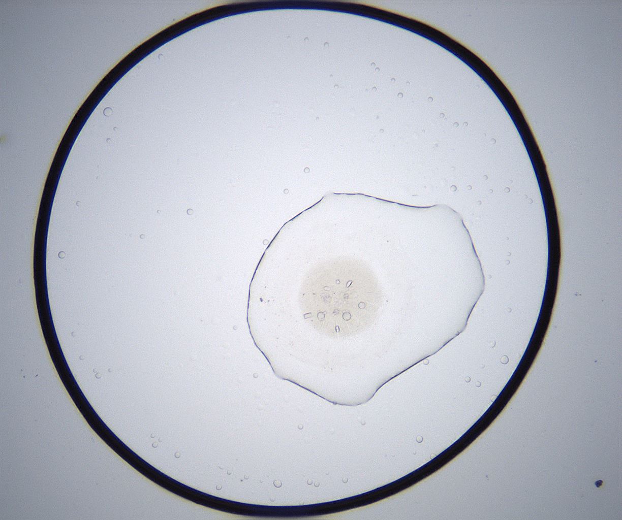 folderID357_plateID2357_batchID11083_wellNum21_profileID1_d1_r167627_ef.jpg