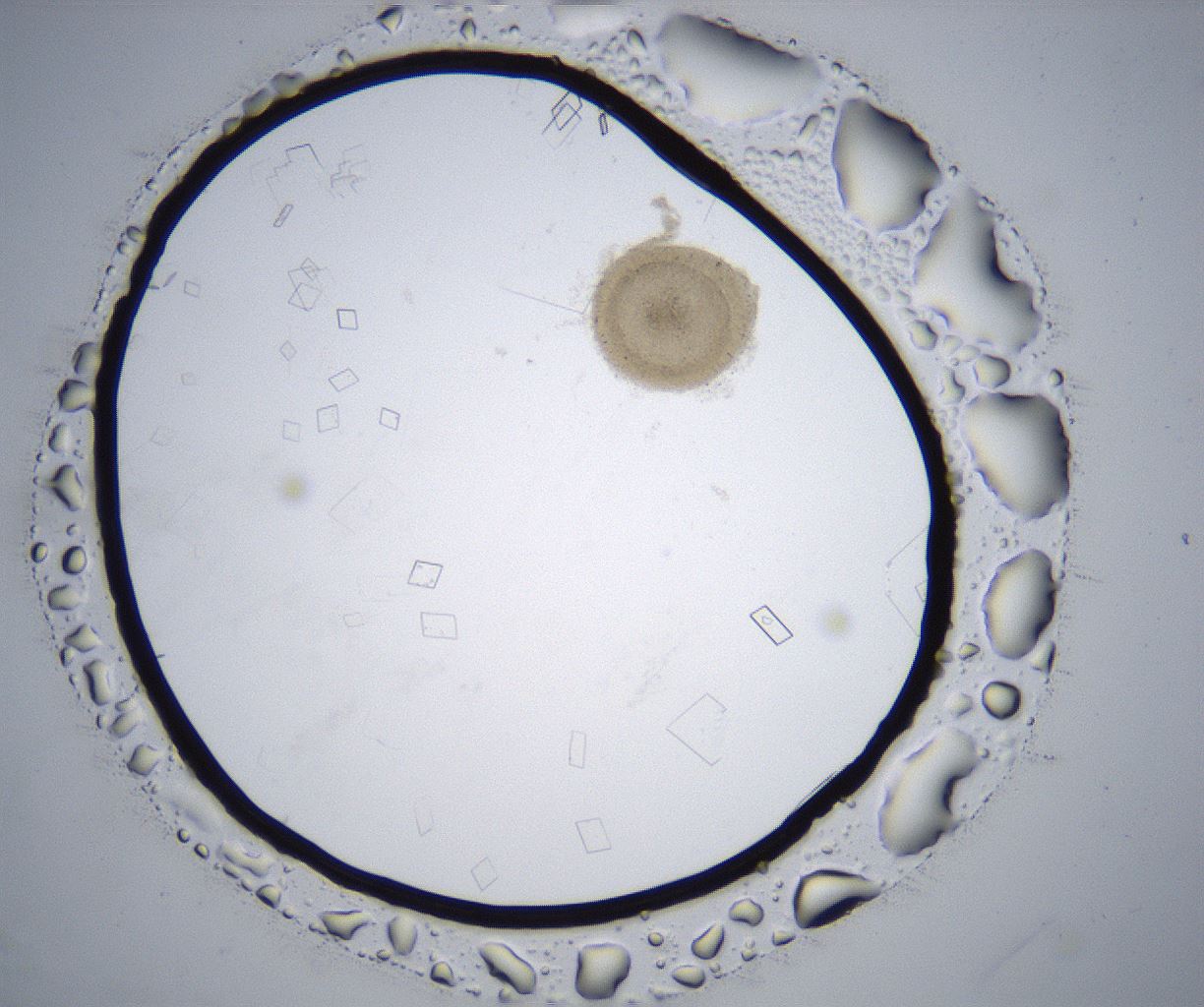 folderID357_plateID2357_batchID11083_wellNum52_profileID1_d1_r167689_ef.jpg