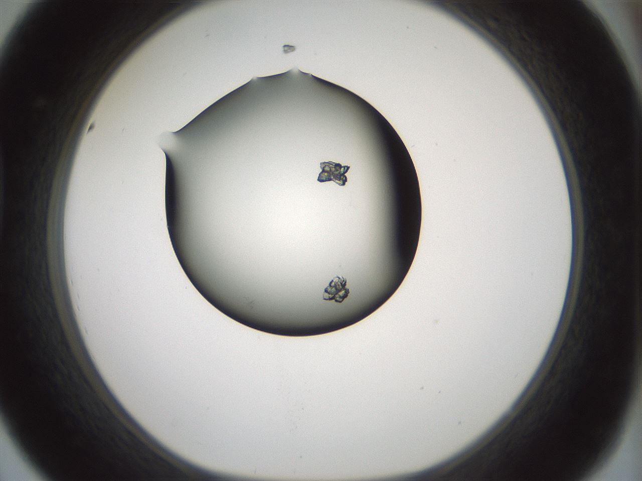 folderID358_plateID1358_batchID4717_wellNum44_profileID1_d1_r82231_ef.jpg