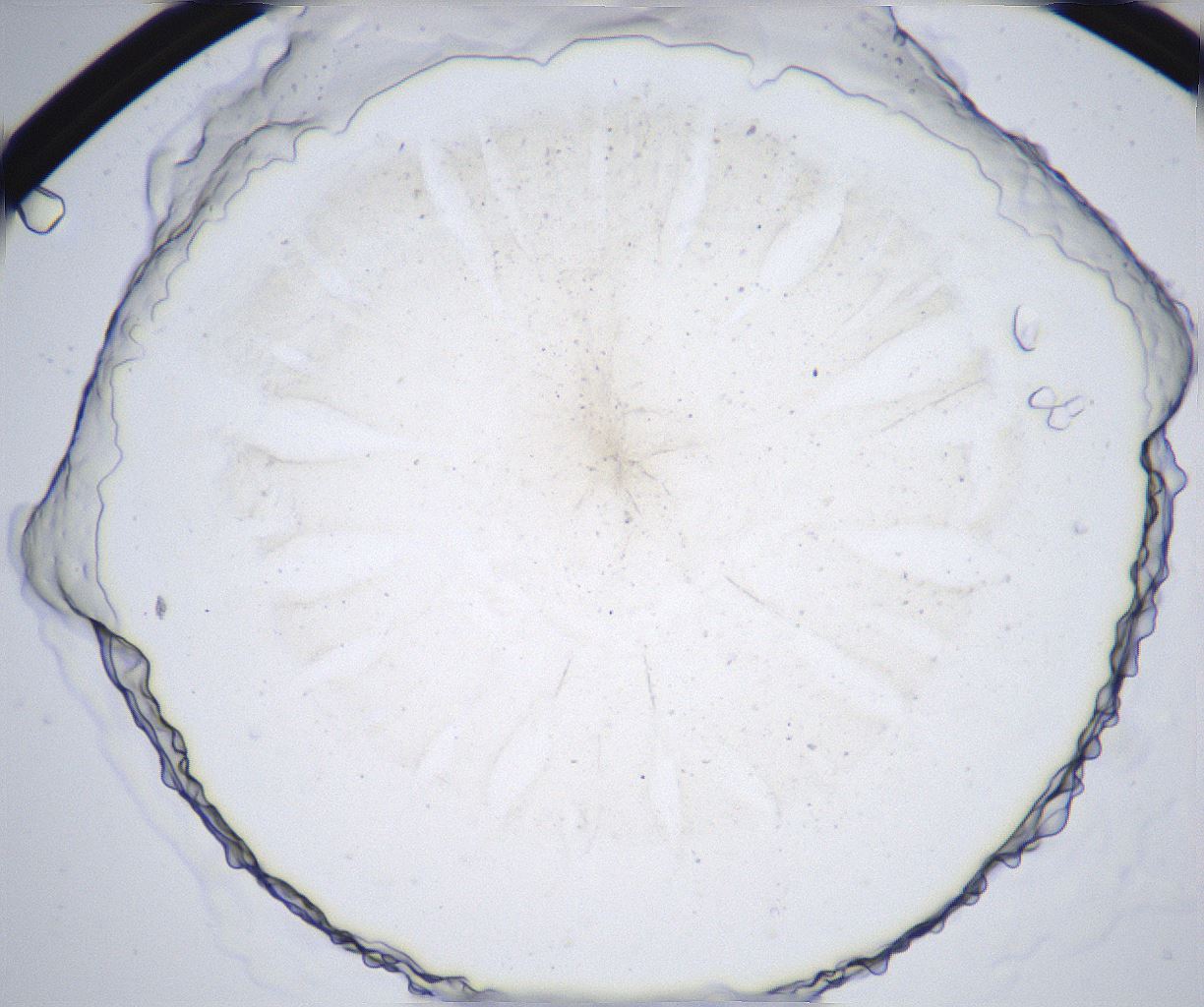 folderID358_plateID2358_batchID11080_wellNum47_profileID1_d1_r168063_ef.jpg
