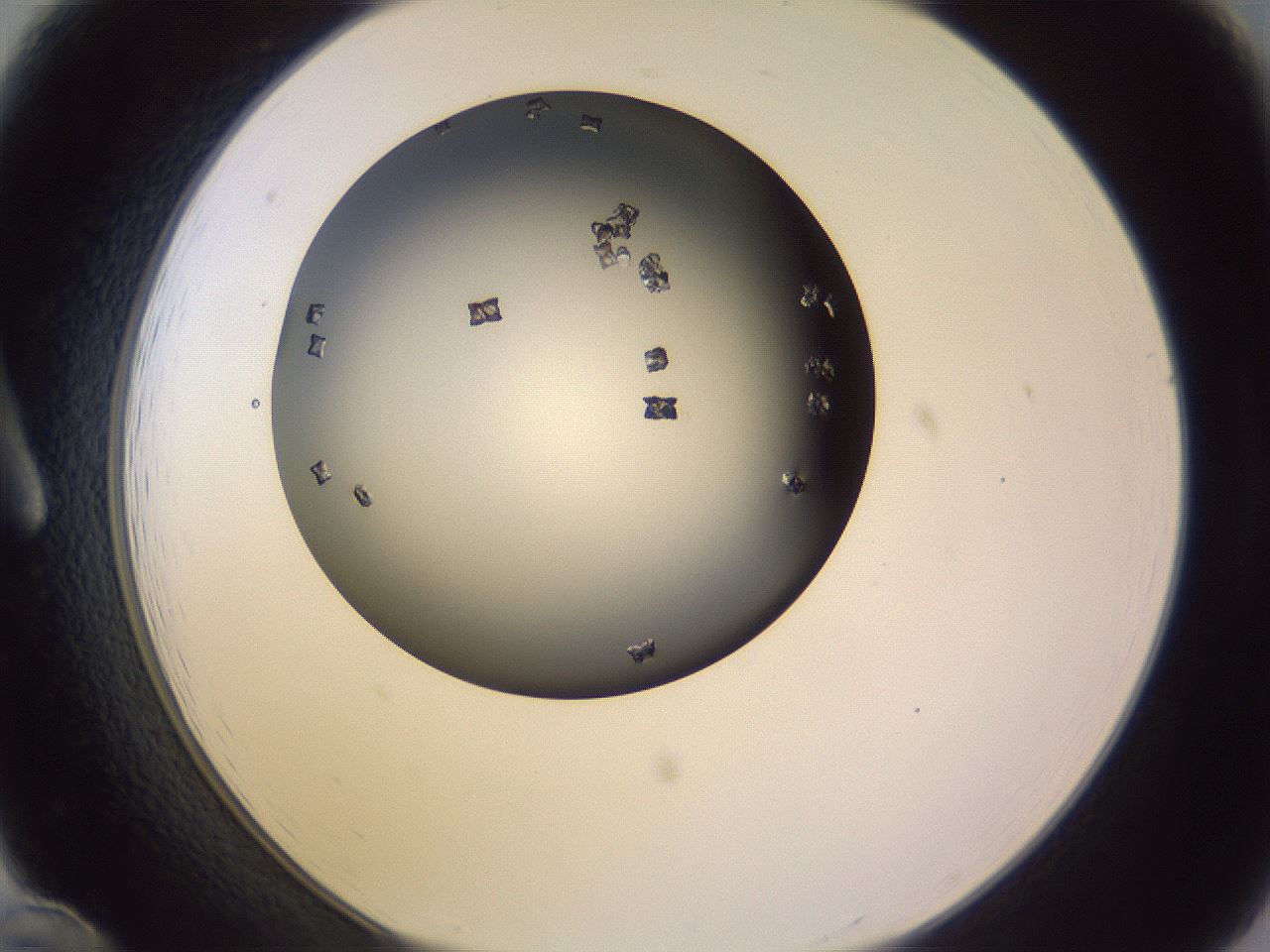 folderID359_plateID1359_batchID4716_wellNum12_profileID1_d1_r82103_ef.jpg