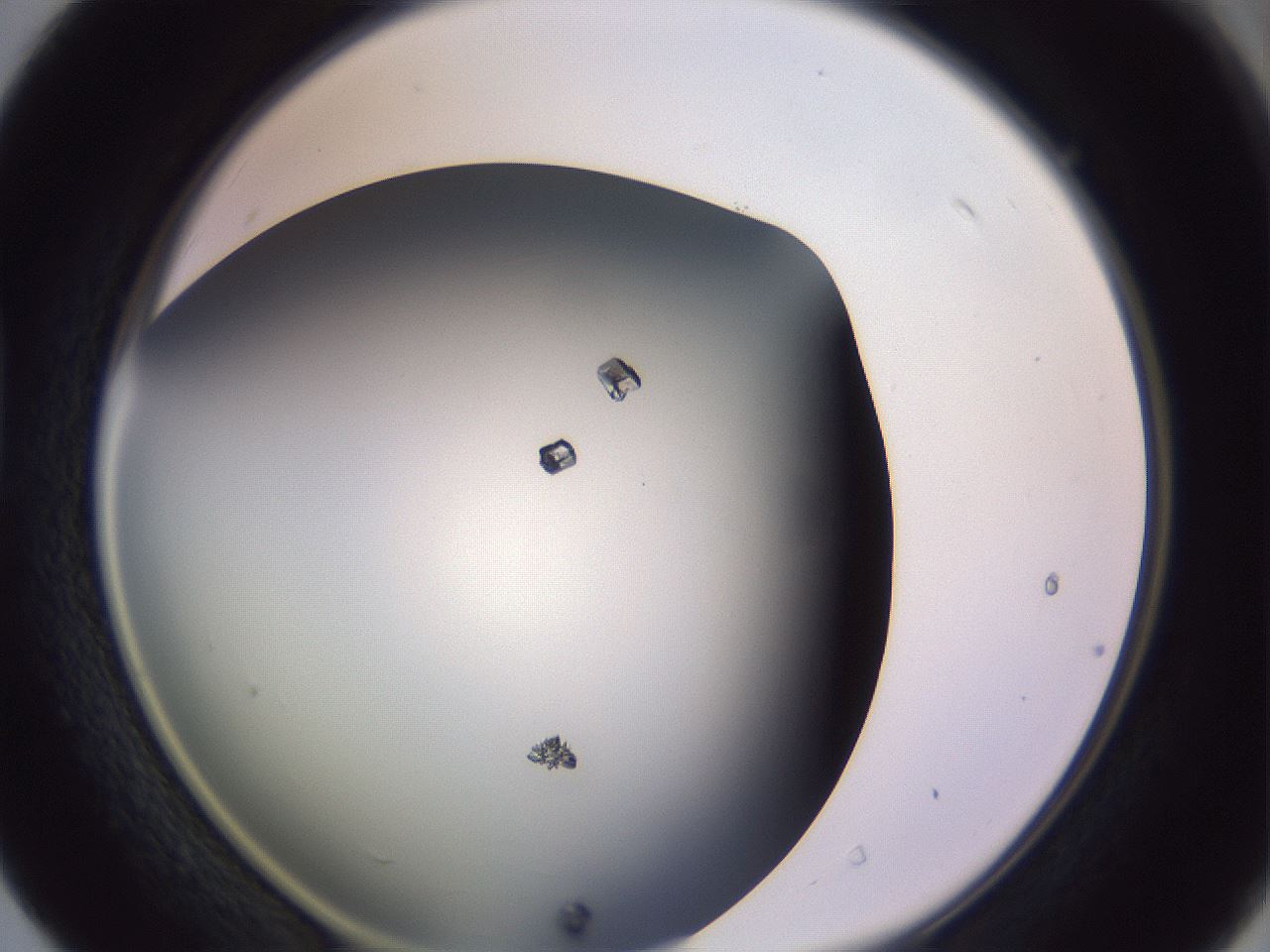 folderID359_plateID1359_batchID4716_wellNum40_profileID1_d1_r82131_ef.jpg