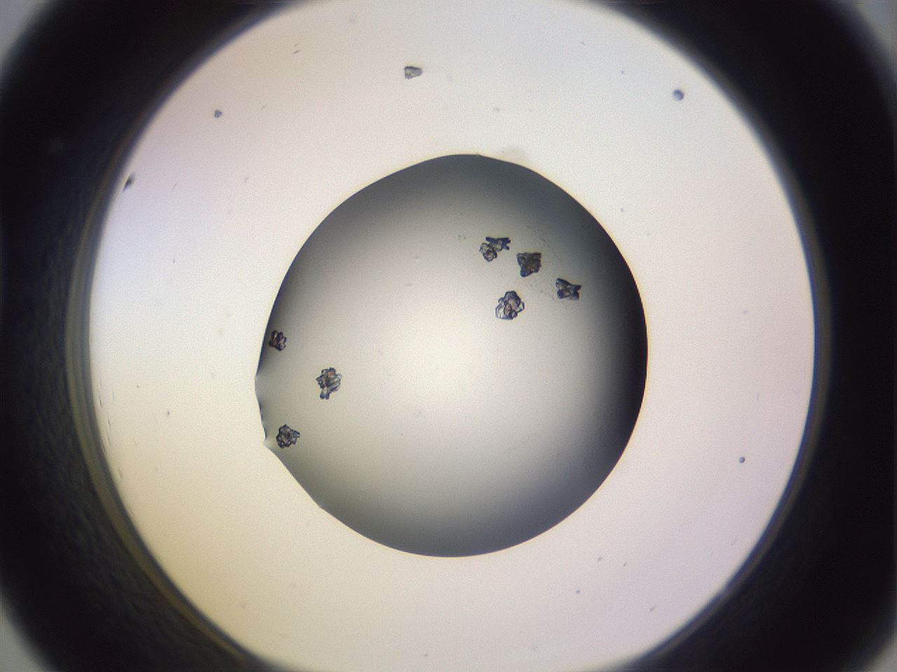 folderID359_plateID1359_batchID4716_wellNum44_profileID1_d1_r82135_ef.jpg