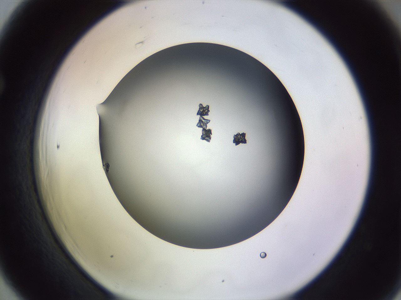 folderID359_plateID1359_batchID4716_wellNum66_profileID1_d1_r82157_ef.jpg