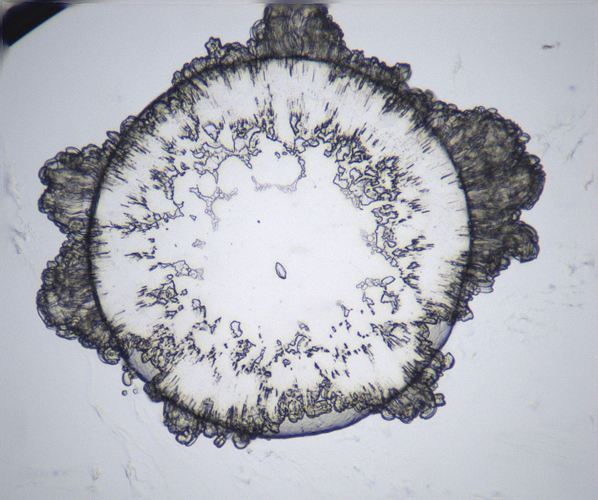 folderID359_plateID2359_batchID11078_wellNum96_profileID1_d1_r167393_ef.jpg