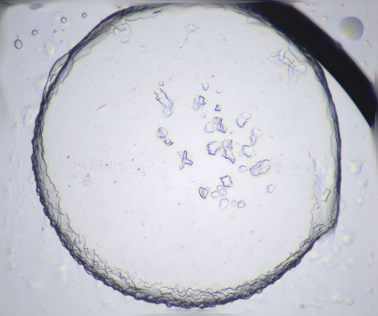 folderID360_plateID2360_batchID11086_wellNum50_profileID1_d1_r168261_ef.jpg