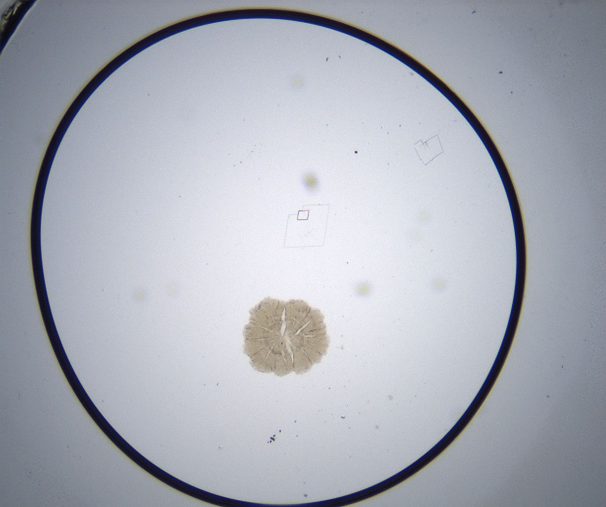folderID361_plateID2361_batchID11084_wellNum12_profileID1_d1_r167801_ef.jpg