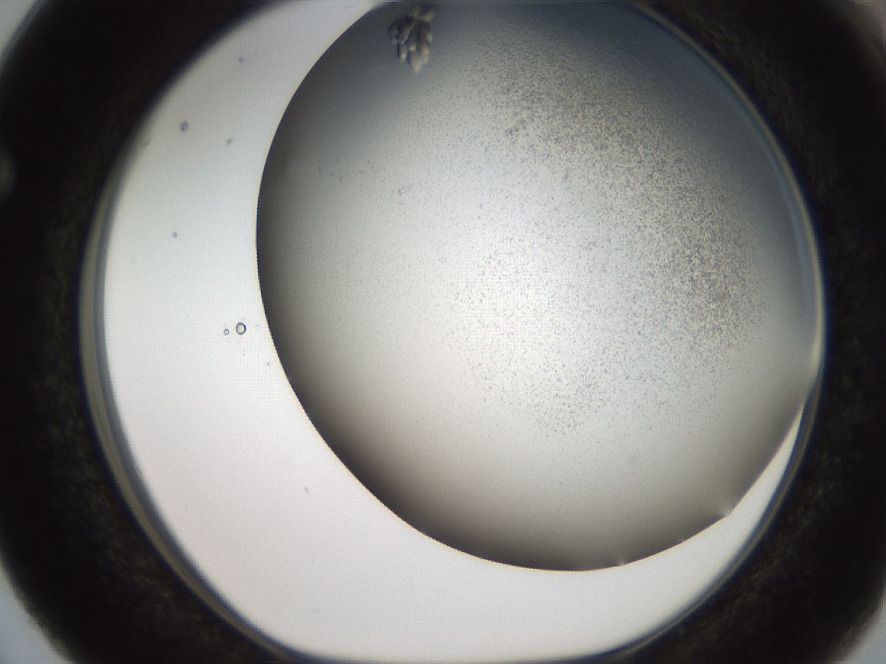 folderID327_plateID2327_batchID10995_wellNum63_profileID1_d1_r164193_ef.jpg