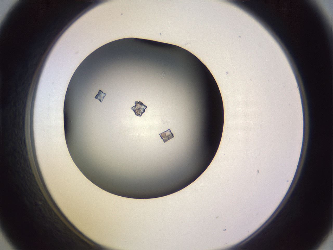 folderID351_plateID1351_batchID4706_wellNum21_profileID1_d1_r81536_ef.jpg